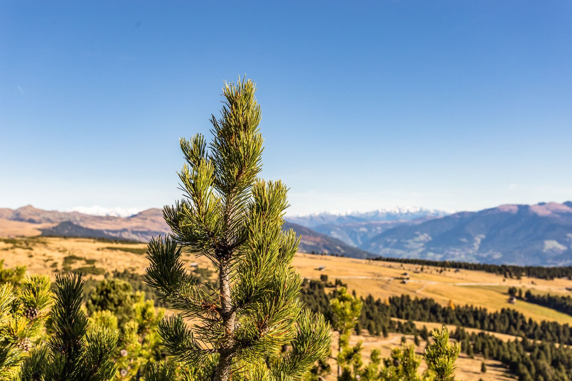 Bio Kiefer - Föhren  - Öl direkt von der Destille 